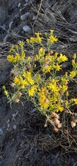 Senecio flaccidus