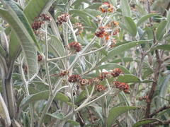 Buddleja incana