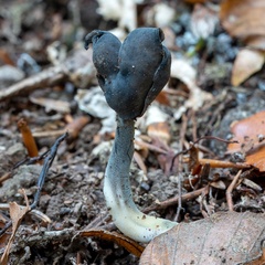 Helvella atra