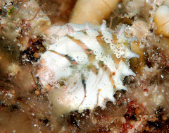 Corculum cardissa