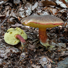 Xerocomellus pruinatus