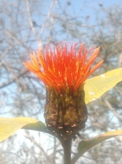 Cnicothamnus lorentzii