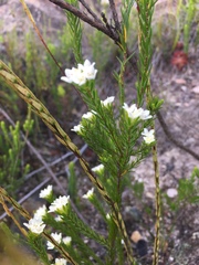 Lachnaea diosmoides