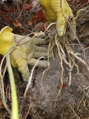 Matelea hirtelliflora