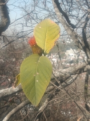 Cnicothamnus lorentzii