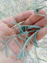 Psorothamnus spinosus