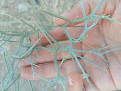 Psorothamnus spinosus