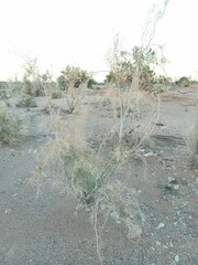 Psorothamnus spinosus