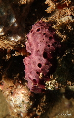 Porifera