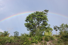 Dipterocarpus