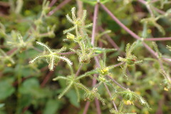 Sigesbeckia jorullensis