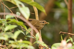 Phylloscopus schwarzi