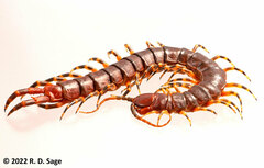 Scolopendra viridicornis