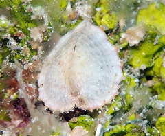 Corculum cardissa