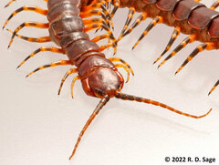 Scolopendra viridicornis