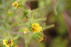 Sigesbeckia jorullensis