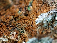 Trentepohlia aurea