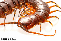 Scolopendra viridicornis