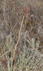 Anacamptis pyramidalis