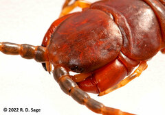 Scolopendra viridicornis