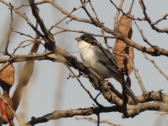 Microspingus melanoleucus