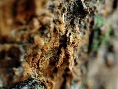 Trentepohlia aurea