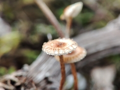 Crinipellis scabella