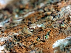 Trentepohlia aurea