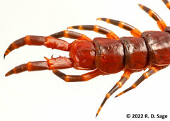 Scolopendra viridicornis
