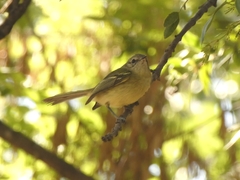 Phylloscartes ventralis