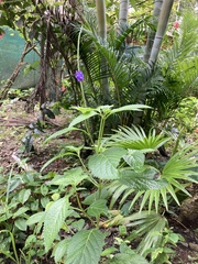 Stachytarpheta jamaicensis