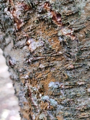 Trentepohlia aurea