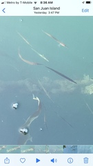 Aulorhynchus flavidus