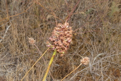 Anacamptis pyramidalis