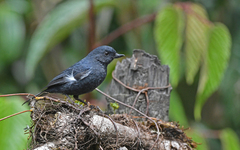 Diglossa albilatera