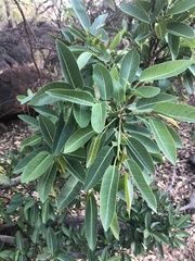 Ficus salicifolia