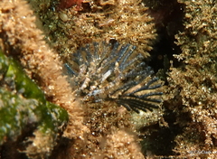 Virididentula dentata