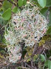 Clematis terniflora