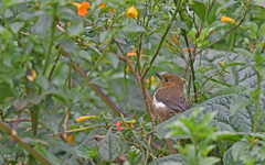 Diglossa albilatera