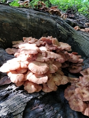 Desarmillaria caespitosa image