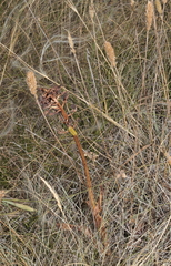 Anacamptis pyramidalis