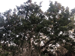 Ficus salicifolia