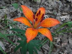 Lilium bulbiferum