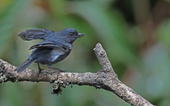 Diglossa albilatera