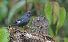 Diglossa albilatera