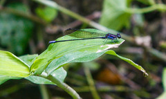 Argia acridens