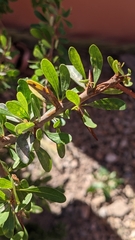 Argania spinosa