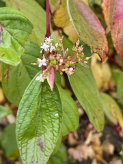 Cornus rugosa