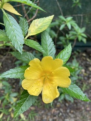 Turnera ulmifolia