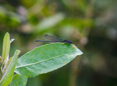 Argia acridens